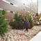 Bronze Flood Light for Landscaping Kichler 16016AZT30